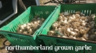 sought after garlic, sure-fire flavour