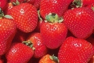 Strawberry Rhubarb Pie in your future; Strawberry Rhubarb Pie in your future;