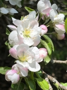 Blossom Time, the promise of 14 varieties of apples starting July Blossom Time, the promise of 14 varieties of apples starting July