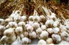 Prize winnning garlic Prize winnning garlic