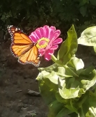 Monarch on the Zinnia; pollinators are key! Monarch on the Zinnia; pollinators are key!