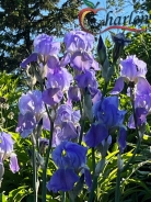 Iris Time!