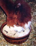Pet Bowls - personalized with your pets name prices available on request