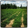 Strawberry Field June 2013