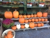 Early Pumpkins Picked
